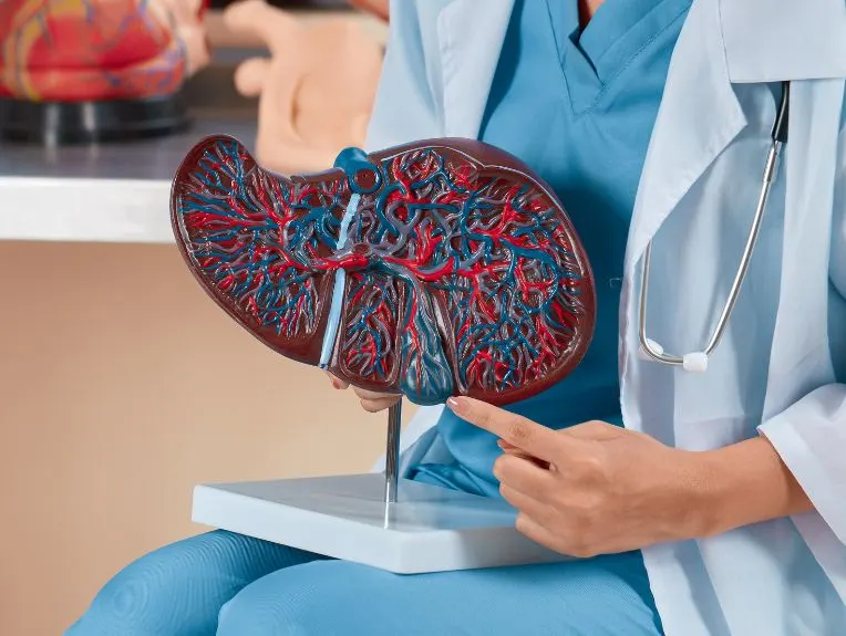 Digestive & Liver Care